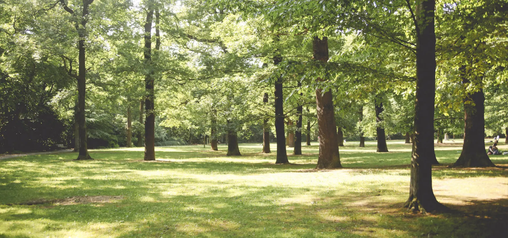 Sonniger Park mit vielen grünen Bäumen und einem Rasen.