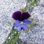 Violette Blüte wächst zwischen Steinen.